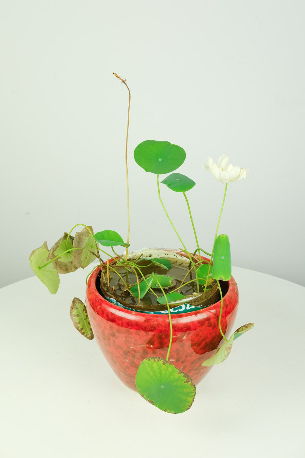 Bowl lotus