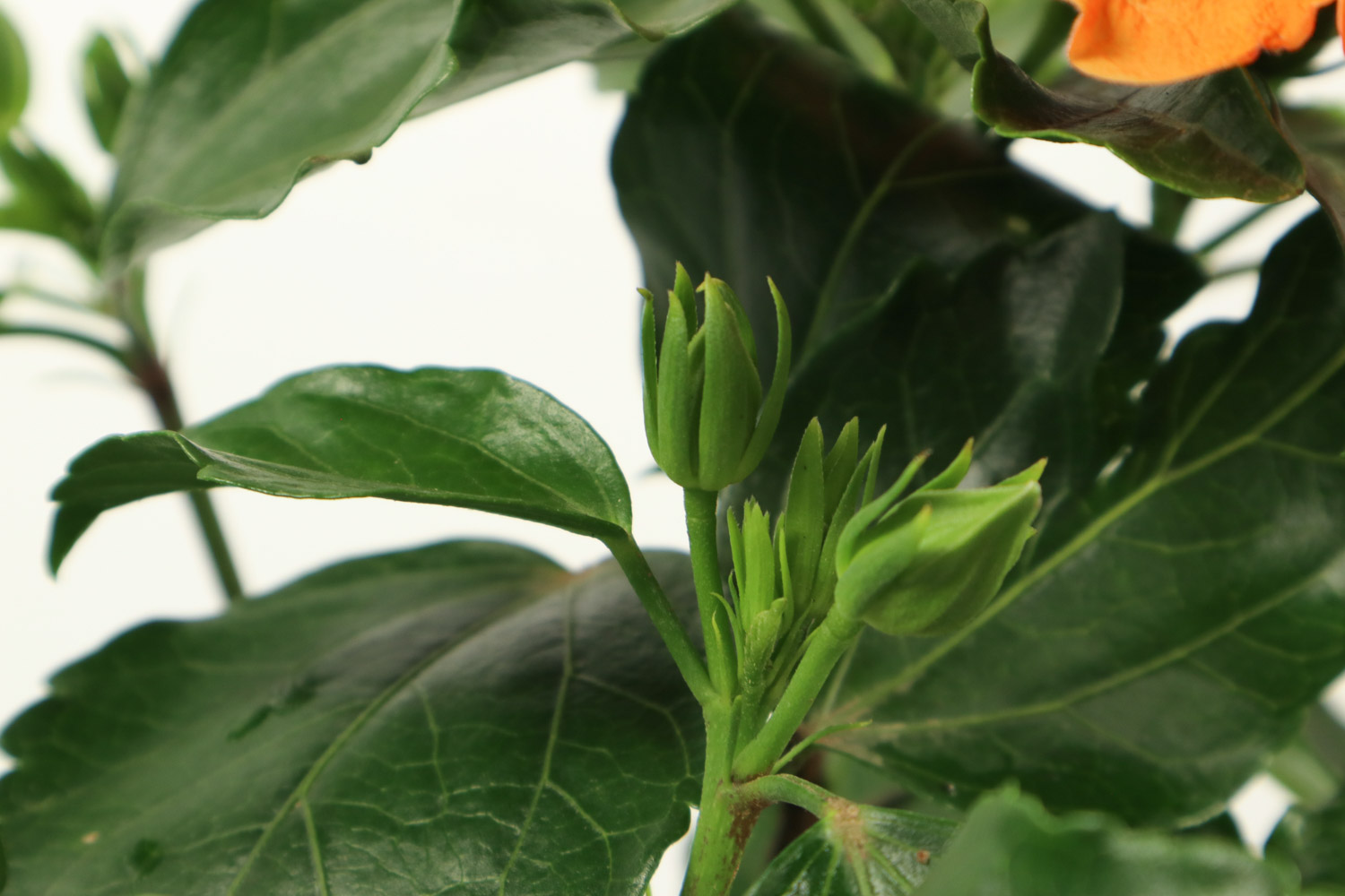 Hibiscus rosa sinensis