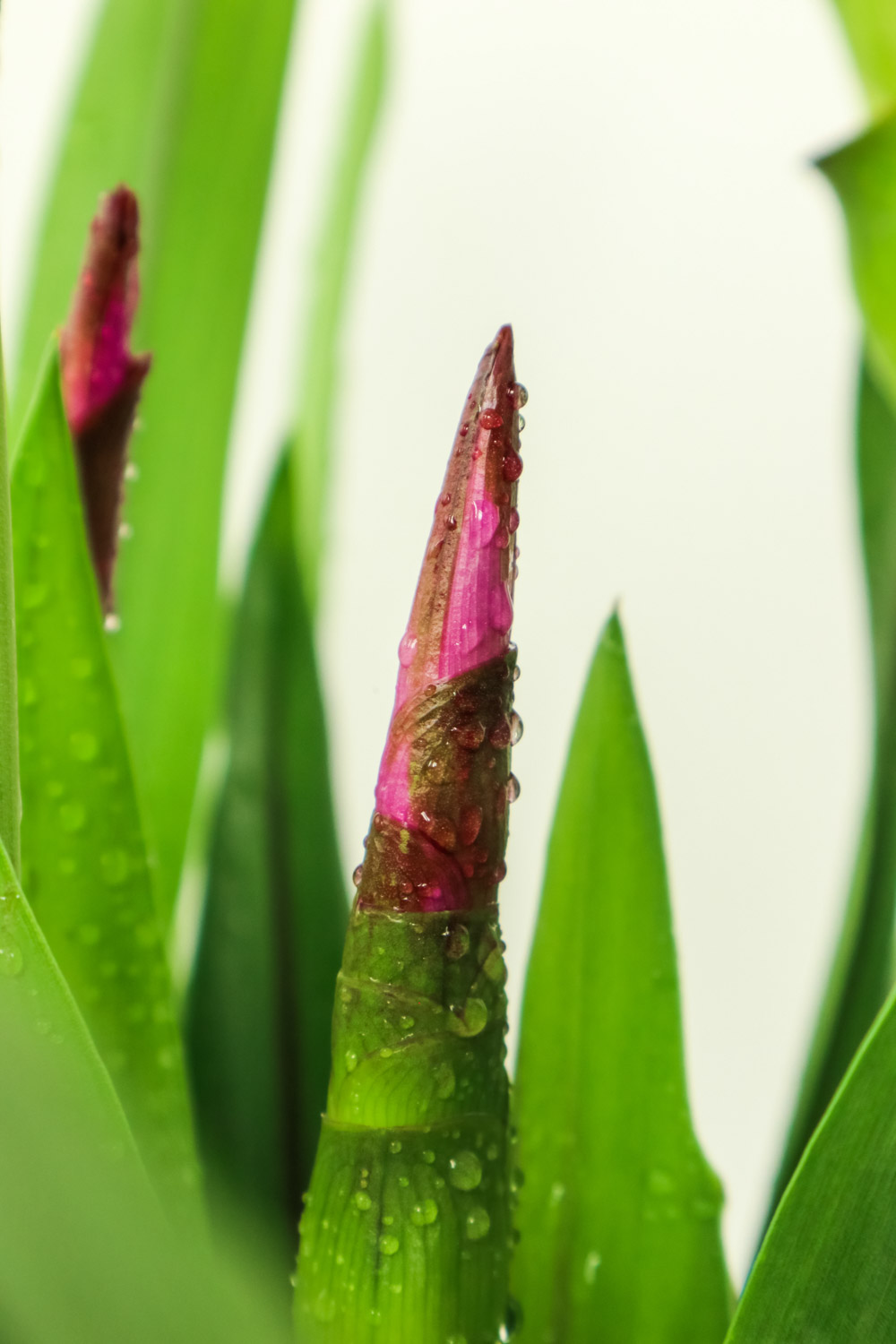 Ginger lotus