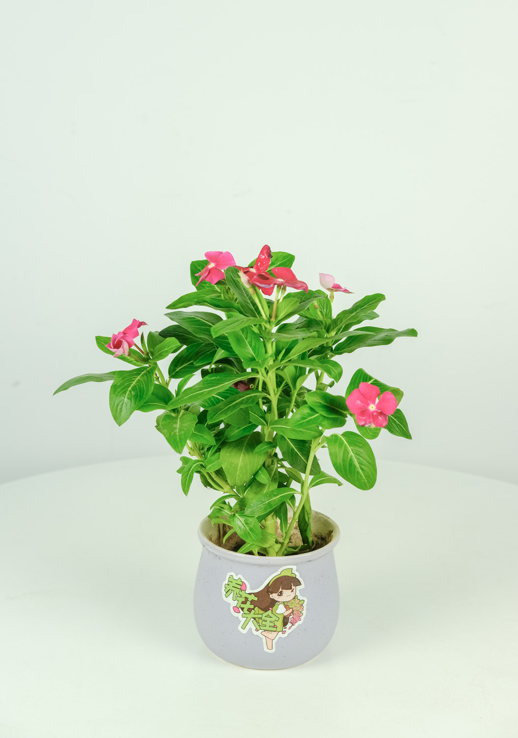 Madagascar rosy periwinkle