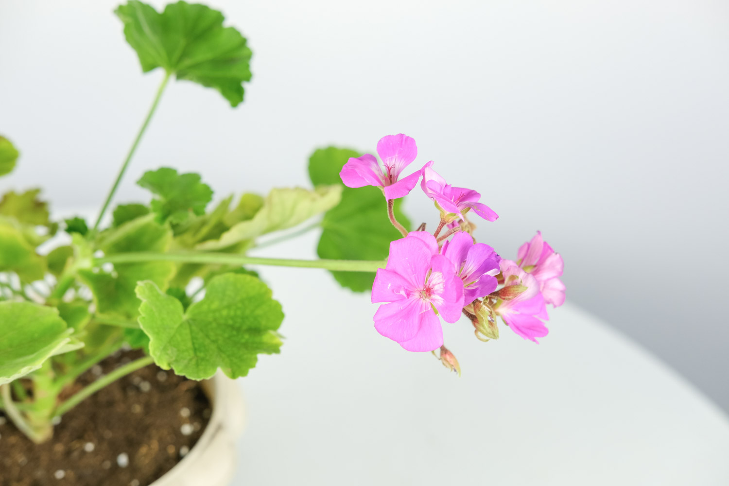 Geranium