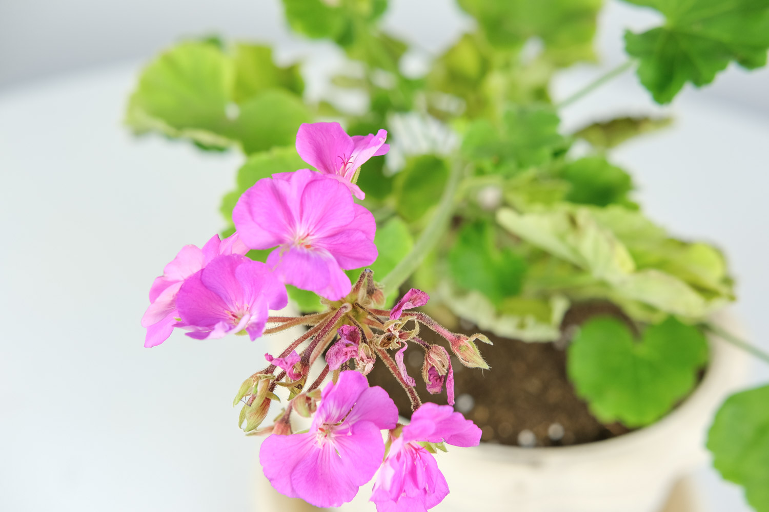 Geranium