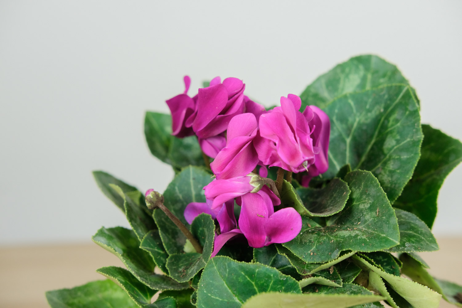 Cyclamen