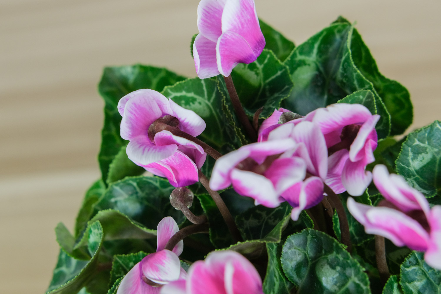 Cyclamen