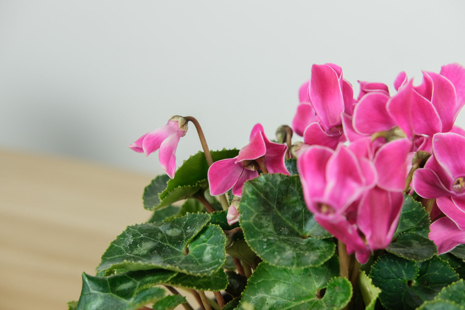 Cyclamen