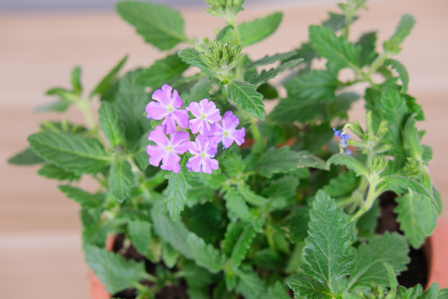 Verbena