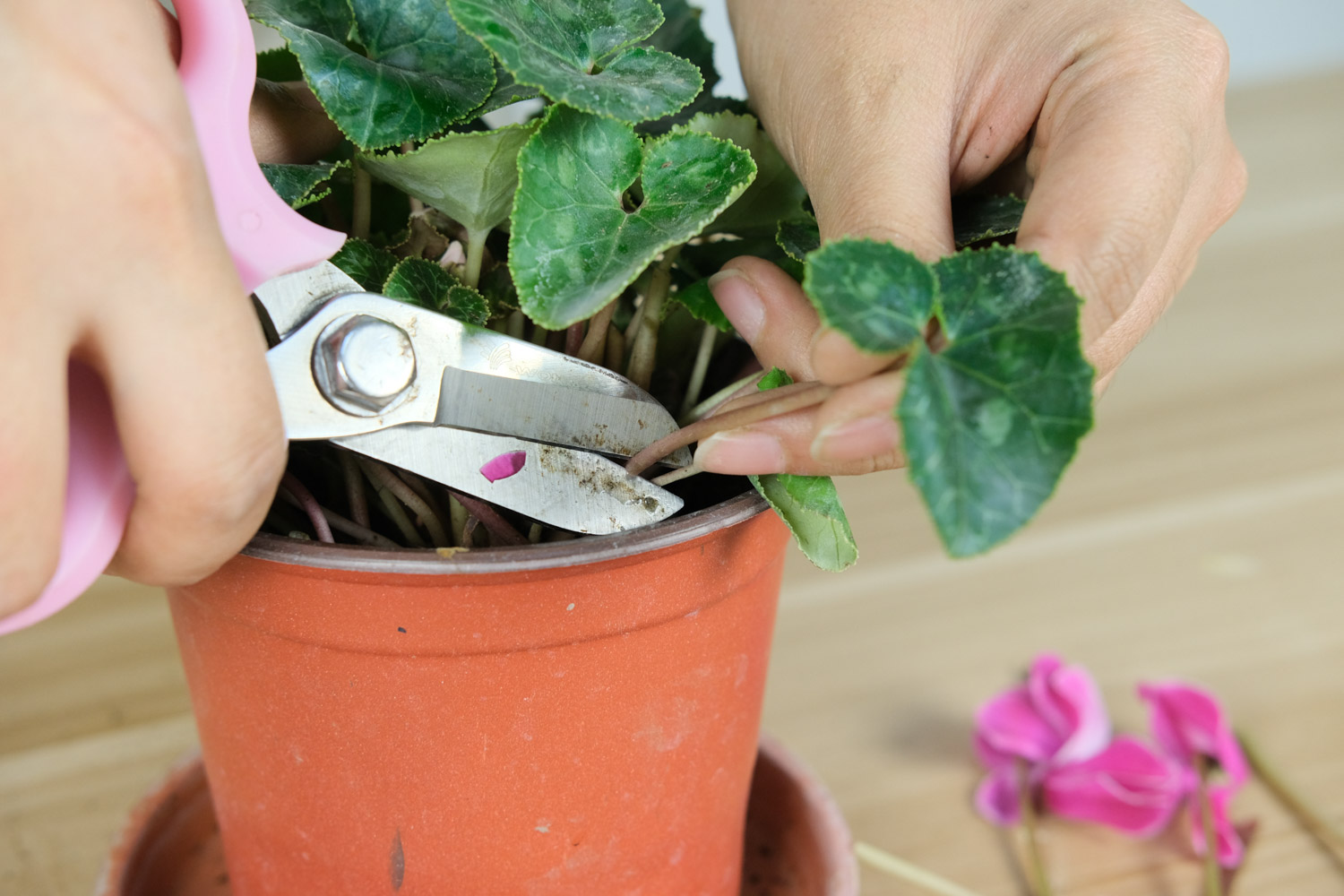 Cyclamen