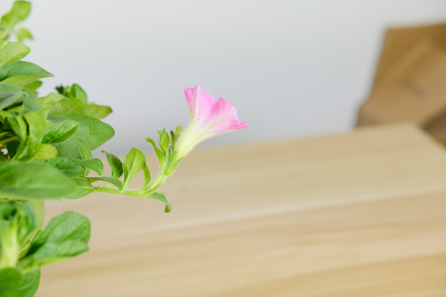 Petunia hybrida