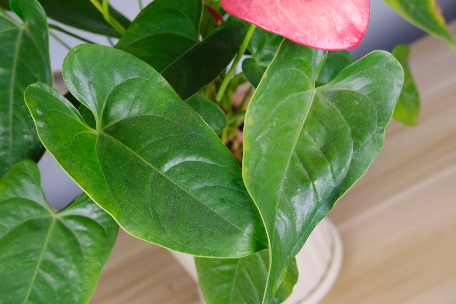 Anthurium