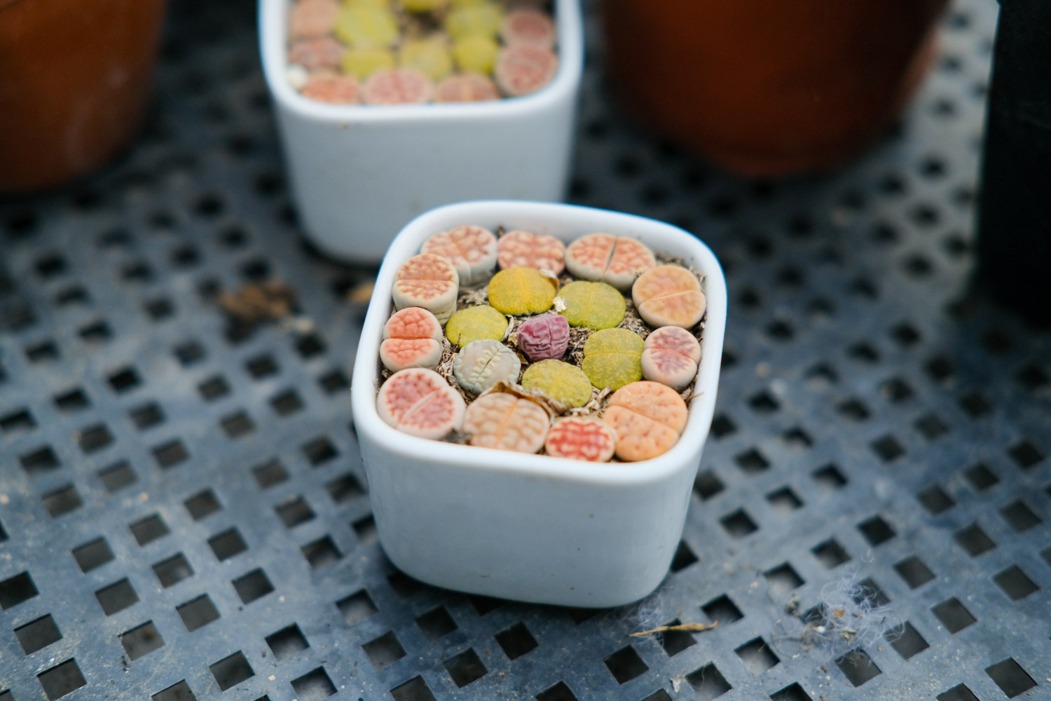 Lithops