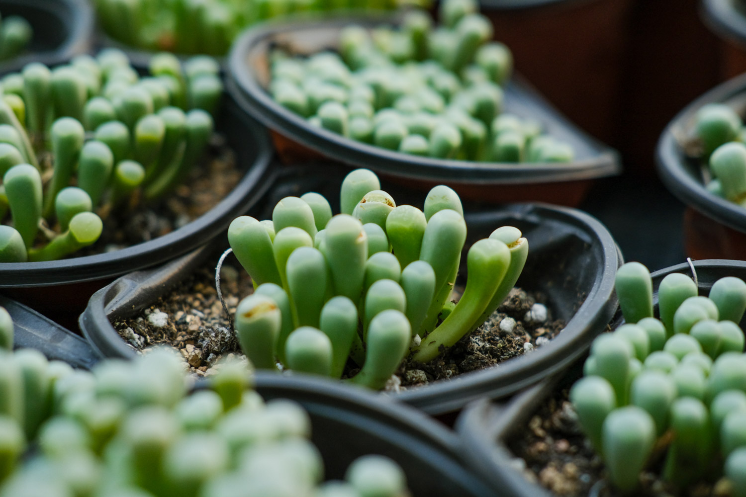 Fenestraria aurantiaca 