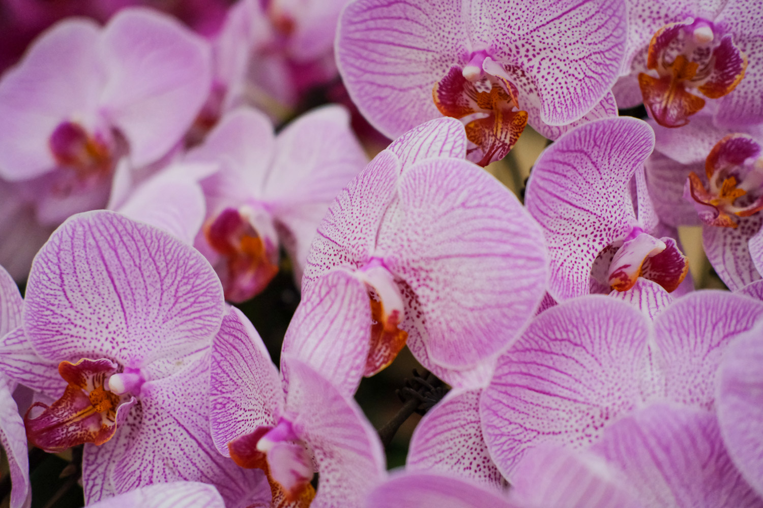 moth orchid