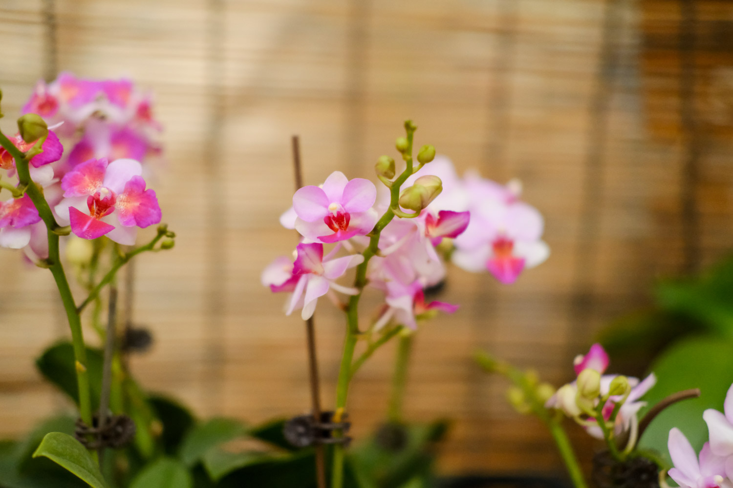 moth orchid