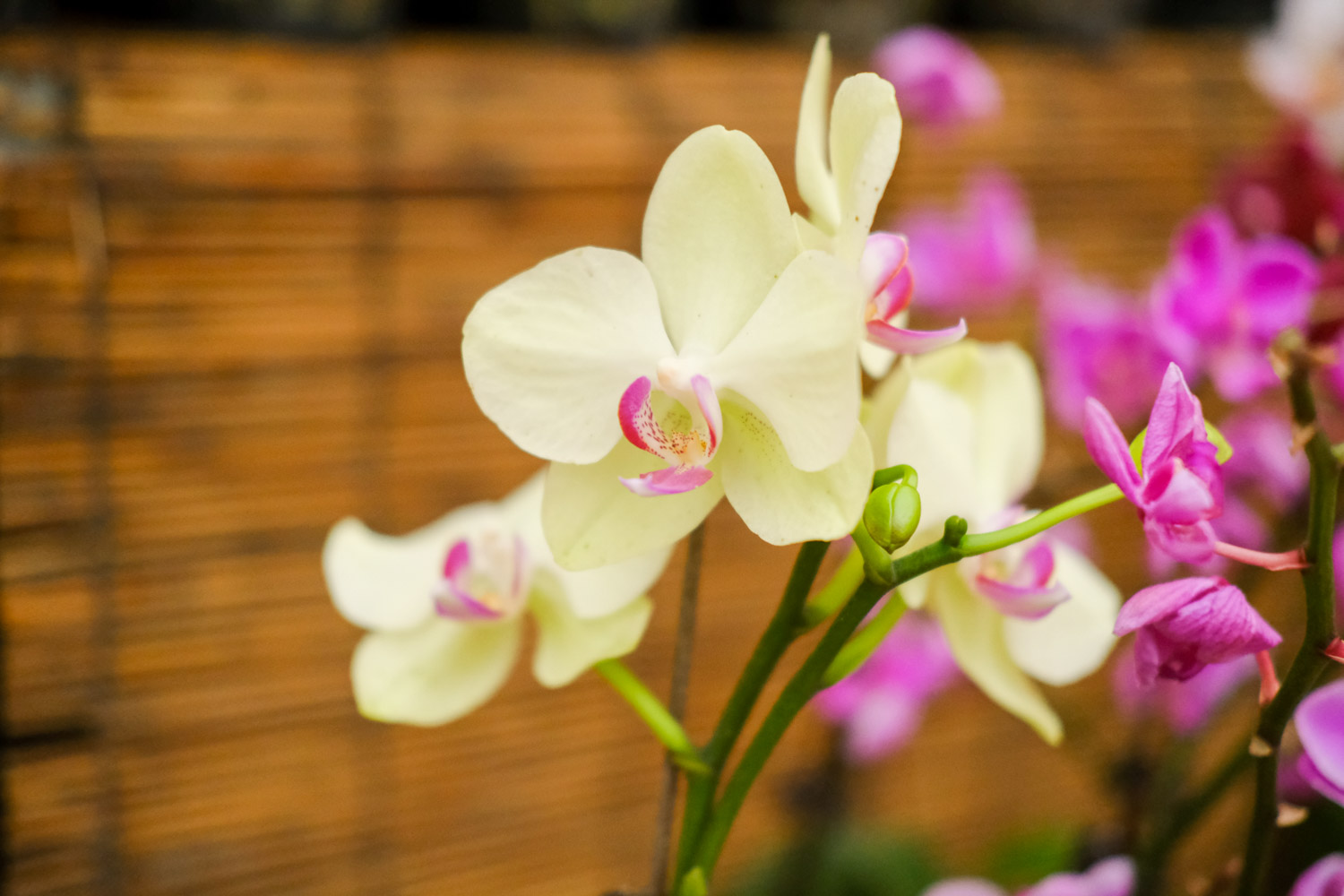 moth orchid