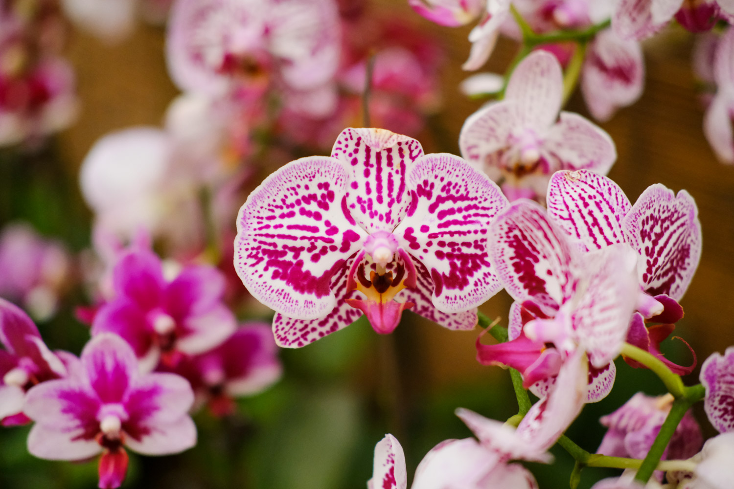 moth orchid