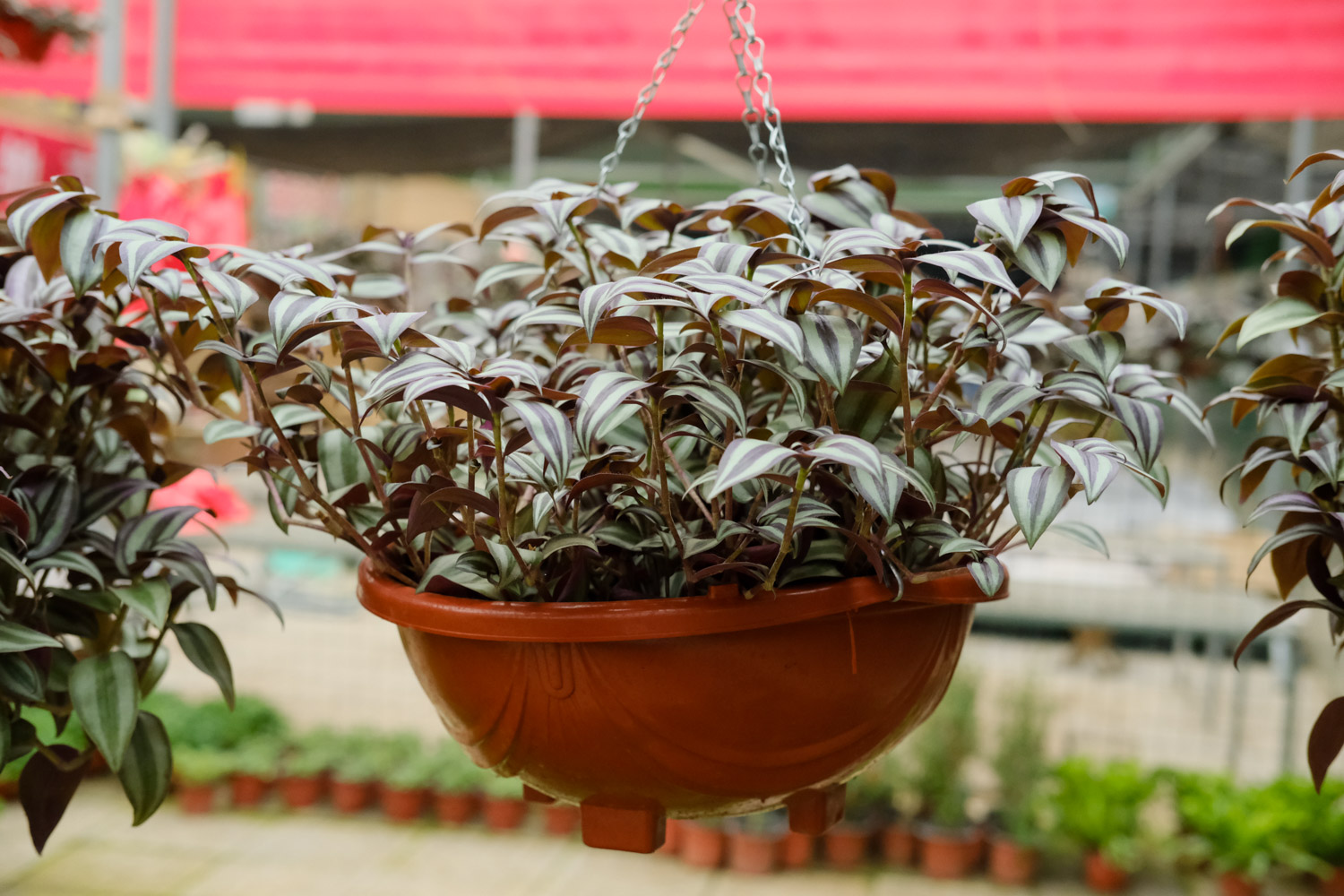 wandering jew