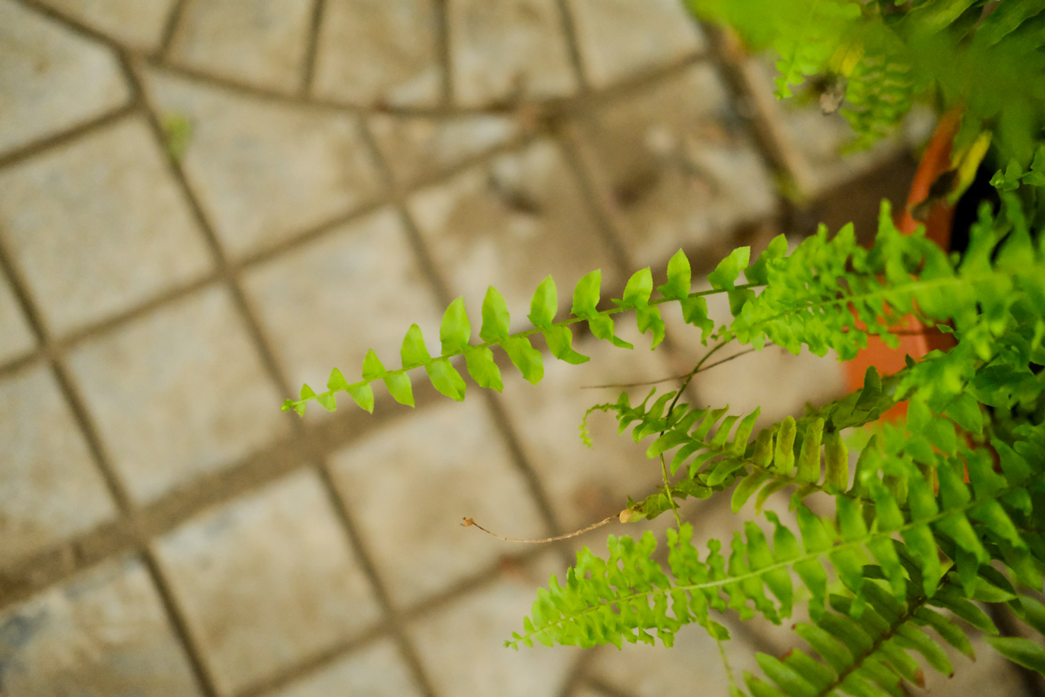 nephrolepis exaltata 