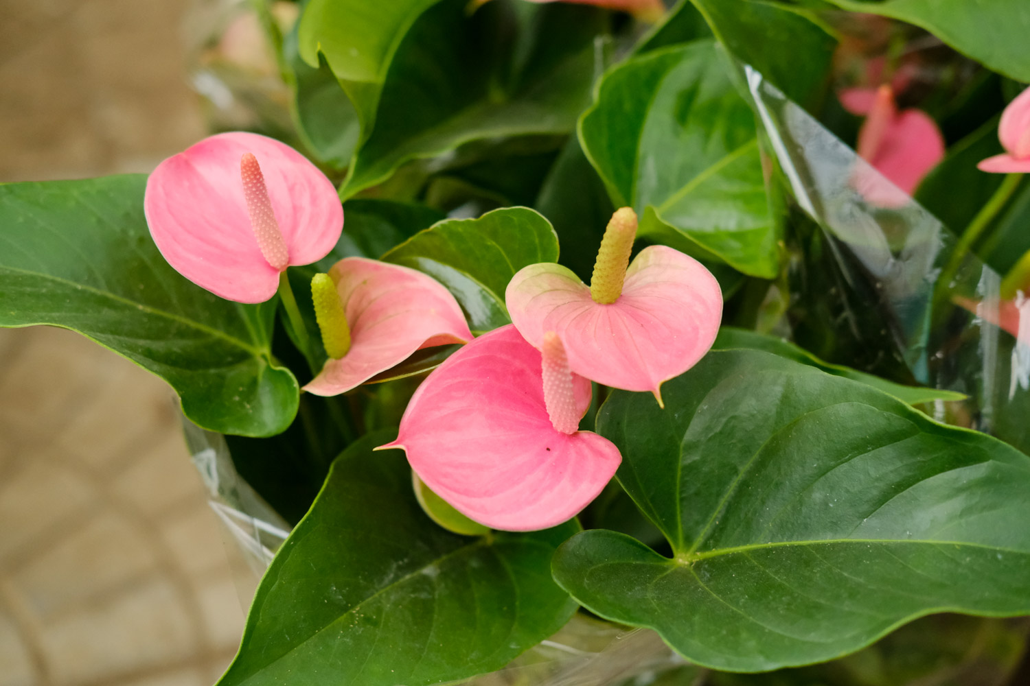 anthurium andraeanum