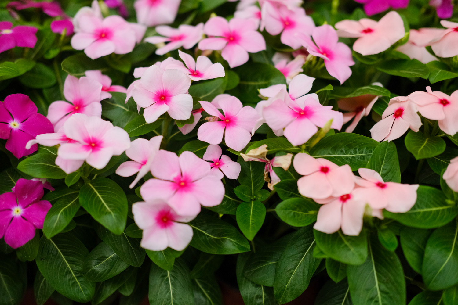 Madagascar rosy periwinkle