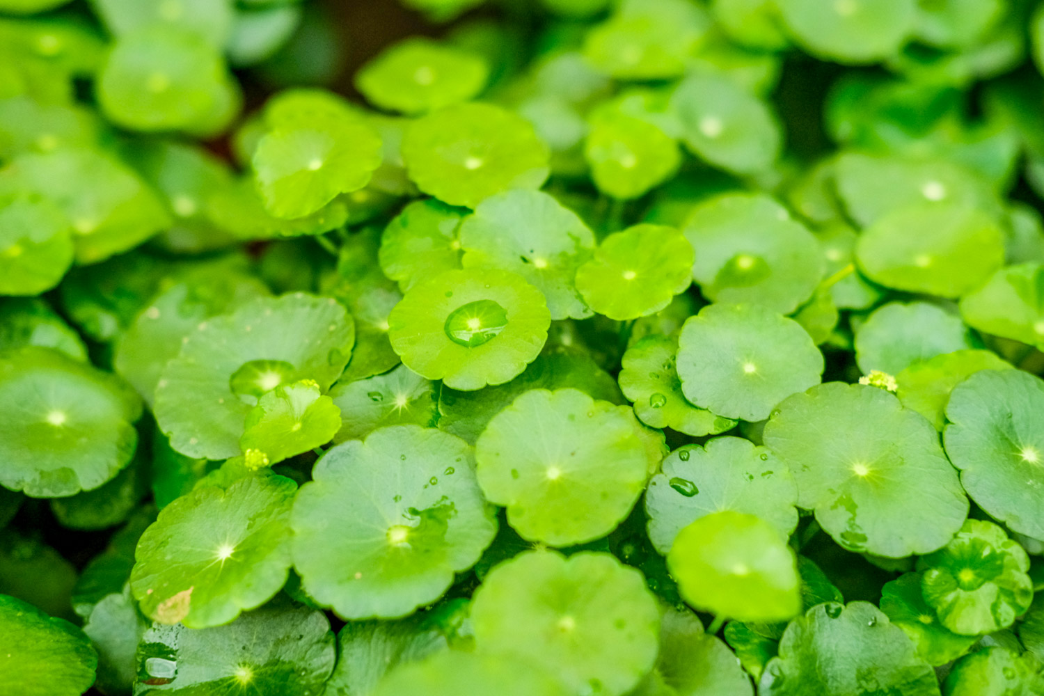 HYDROCOTYLE