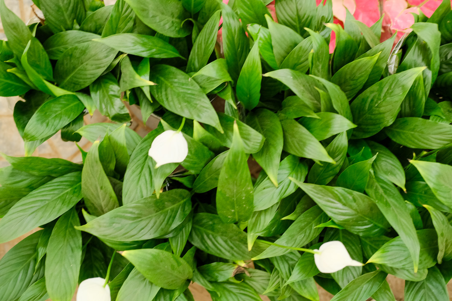 Spathiphyllum