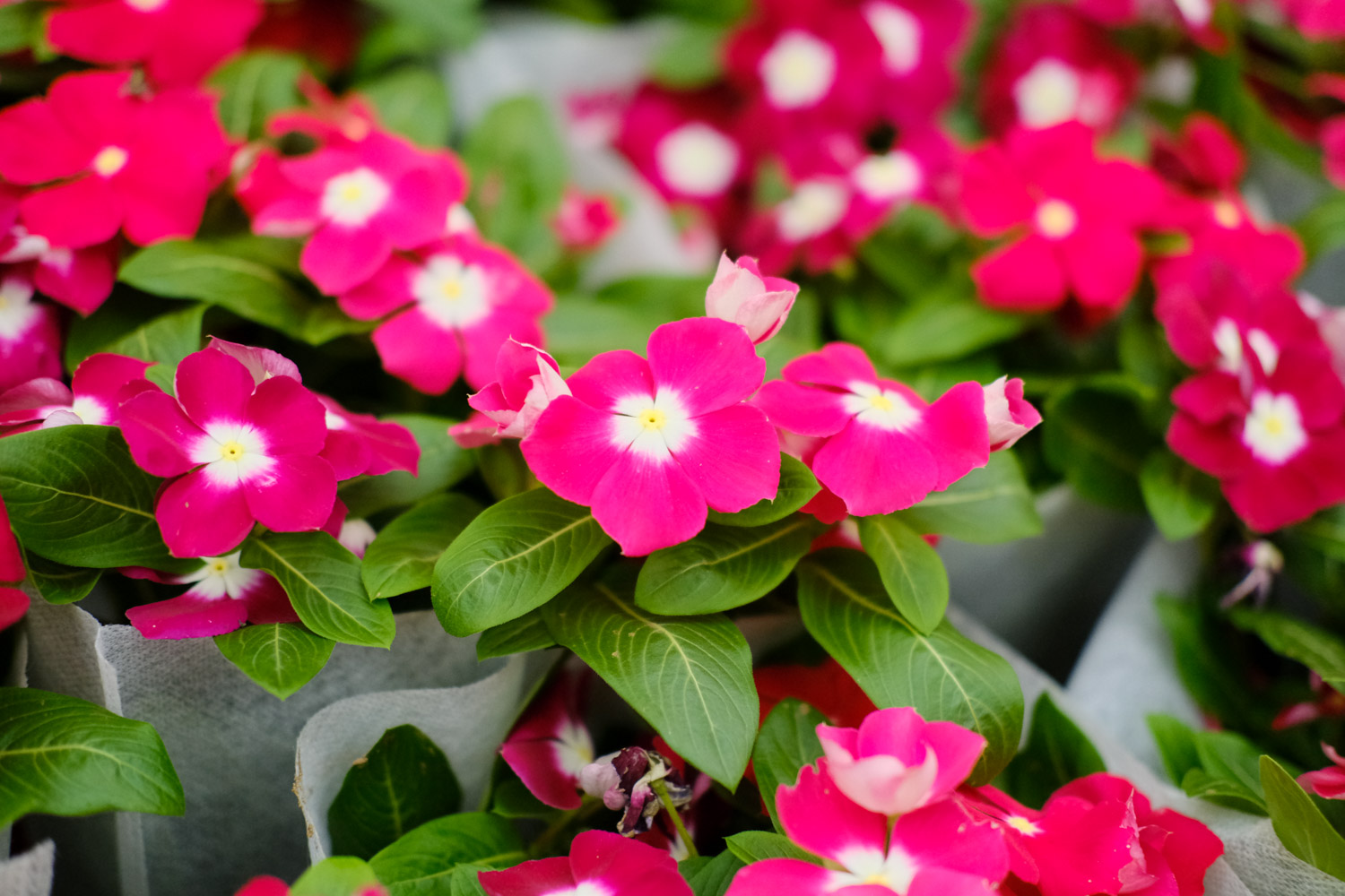 Madagascar rosy periwinkle