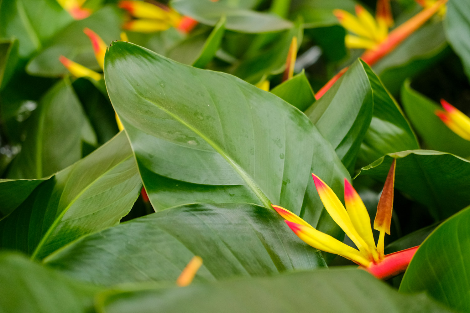 Bird of Paradise