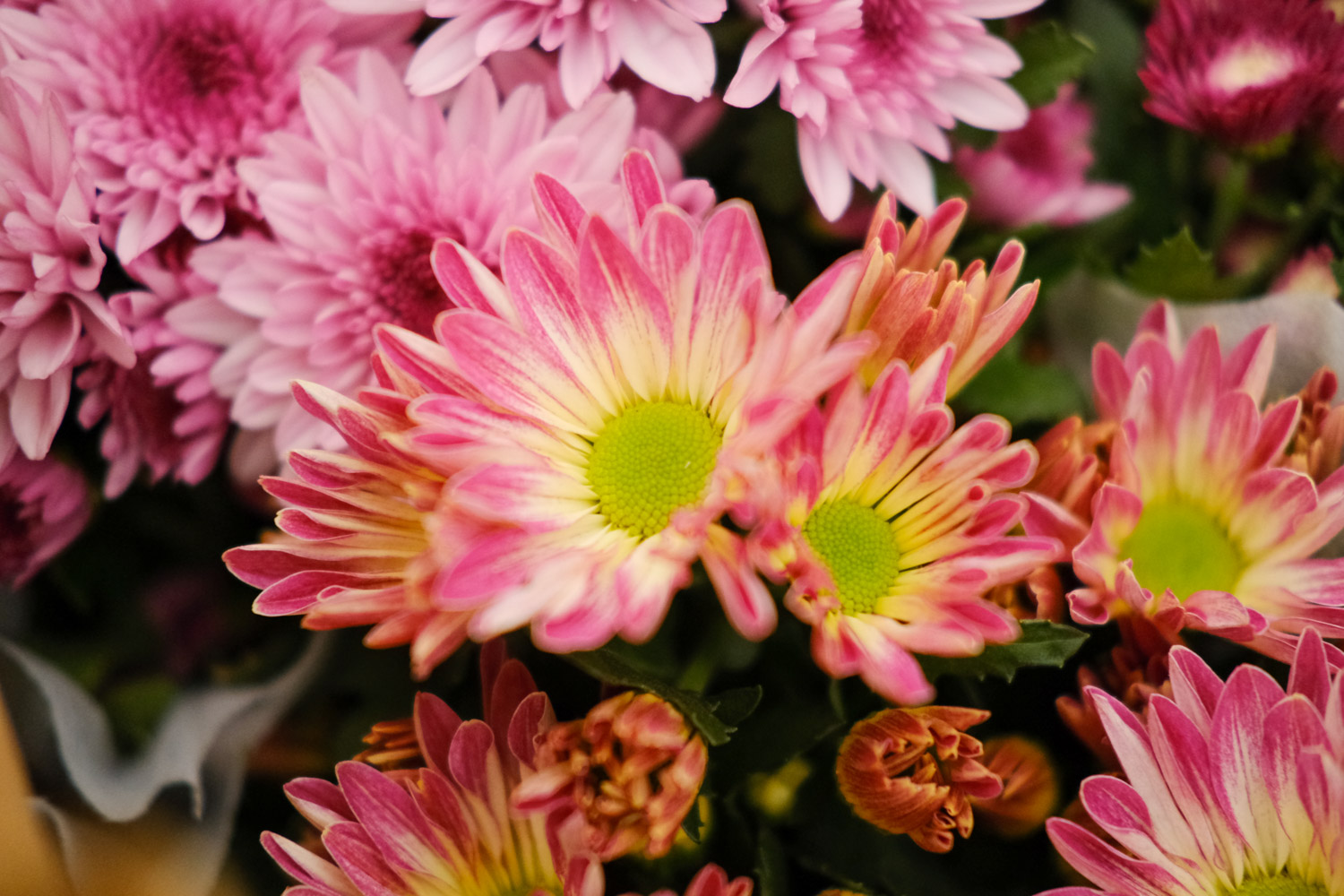 Chrysanthemum