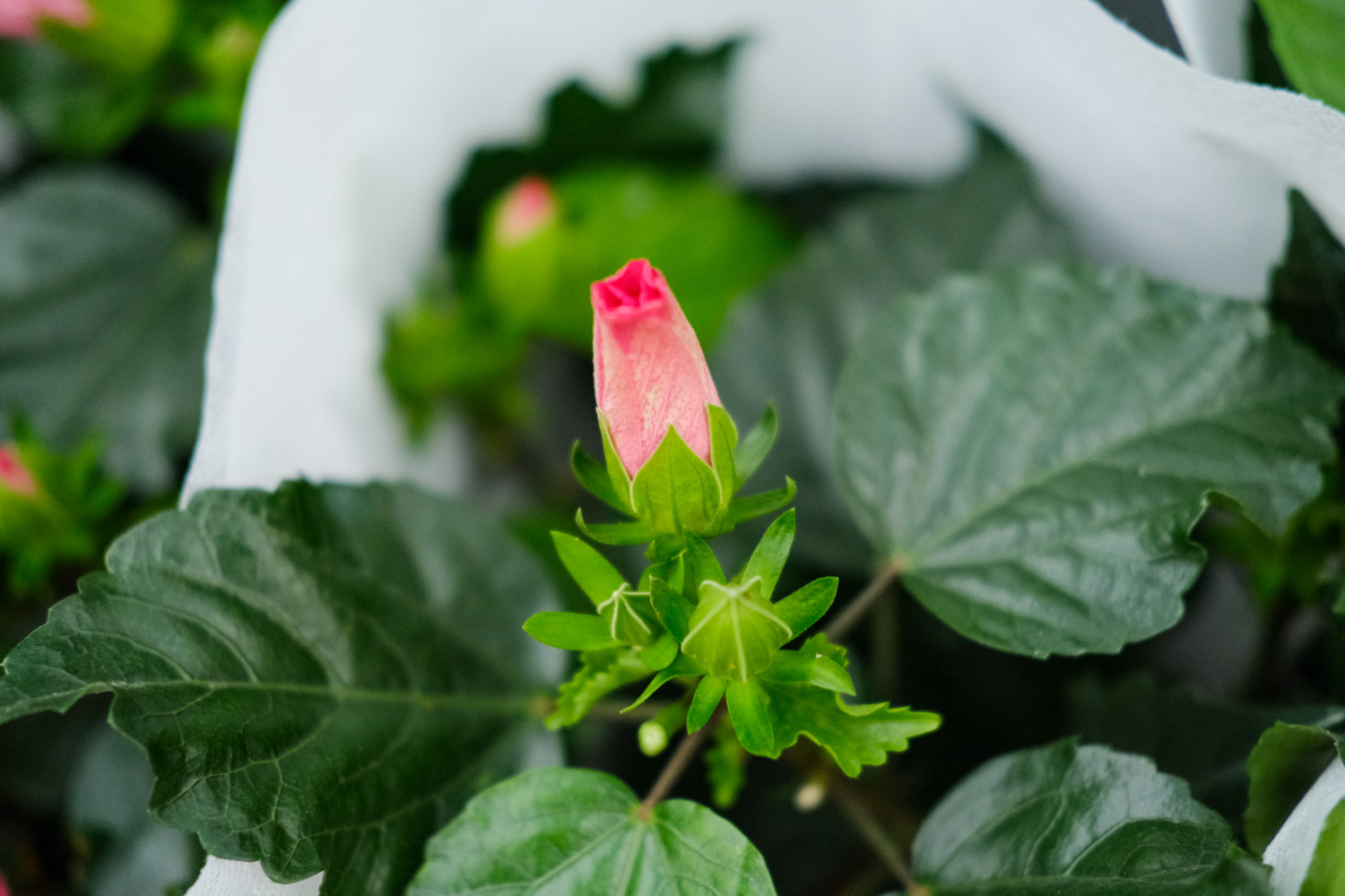 Hibiscus rosa sinensis