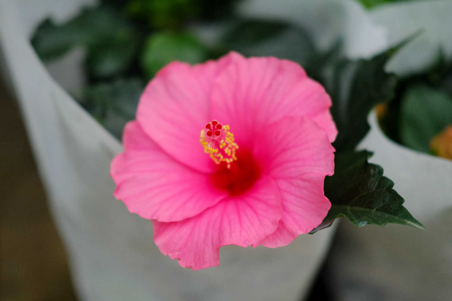 Hibiscus rosa sinensis