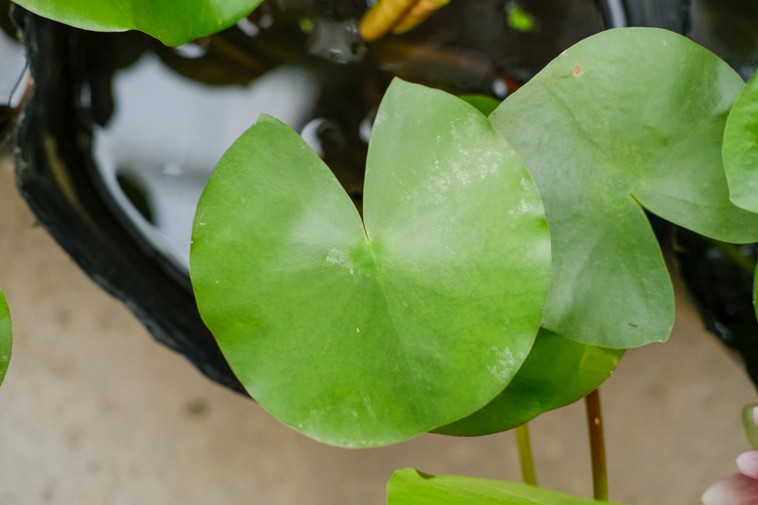 Water lilies