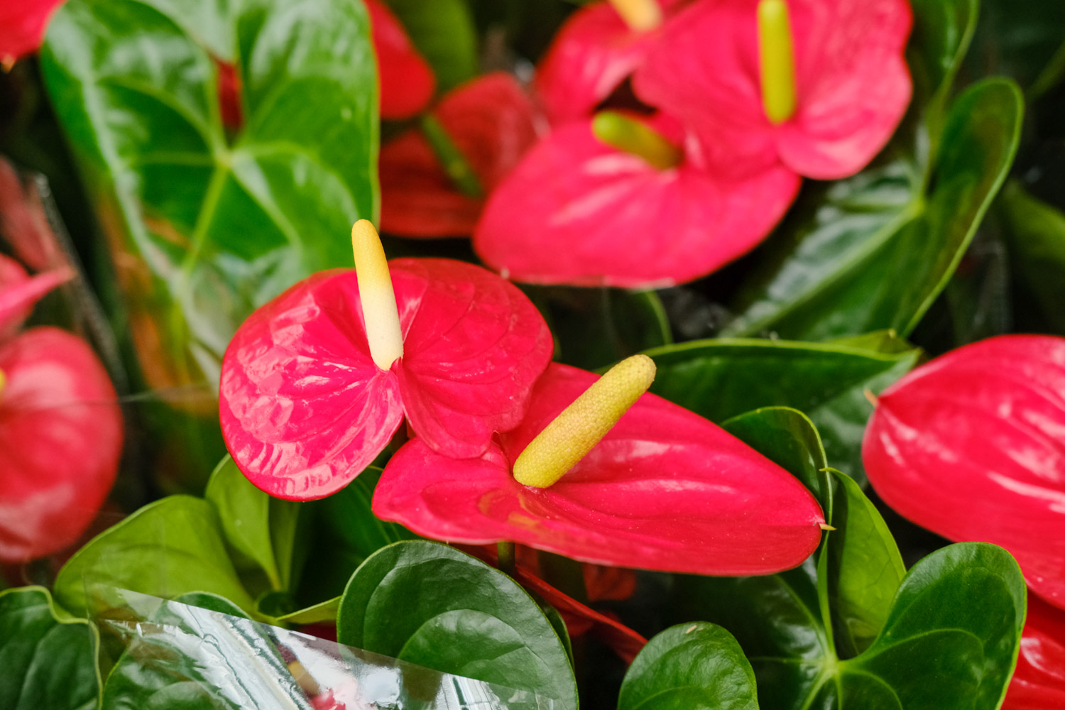 Anthurium