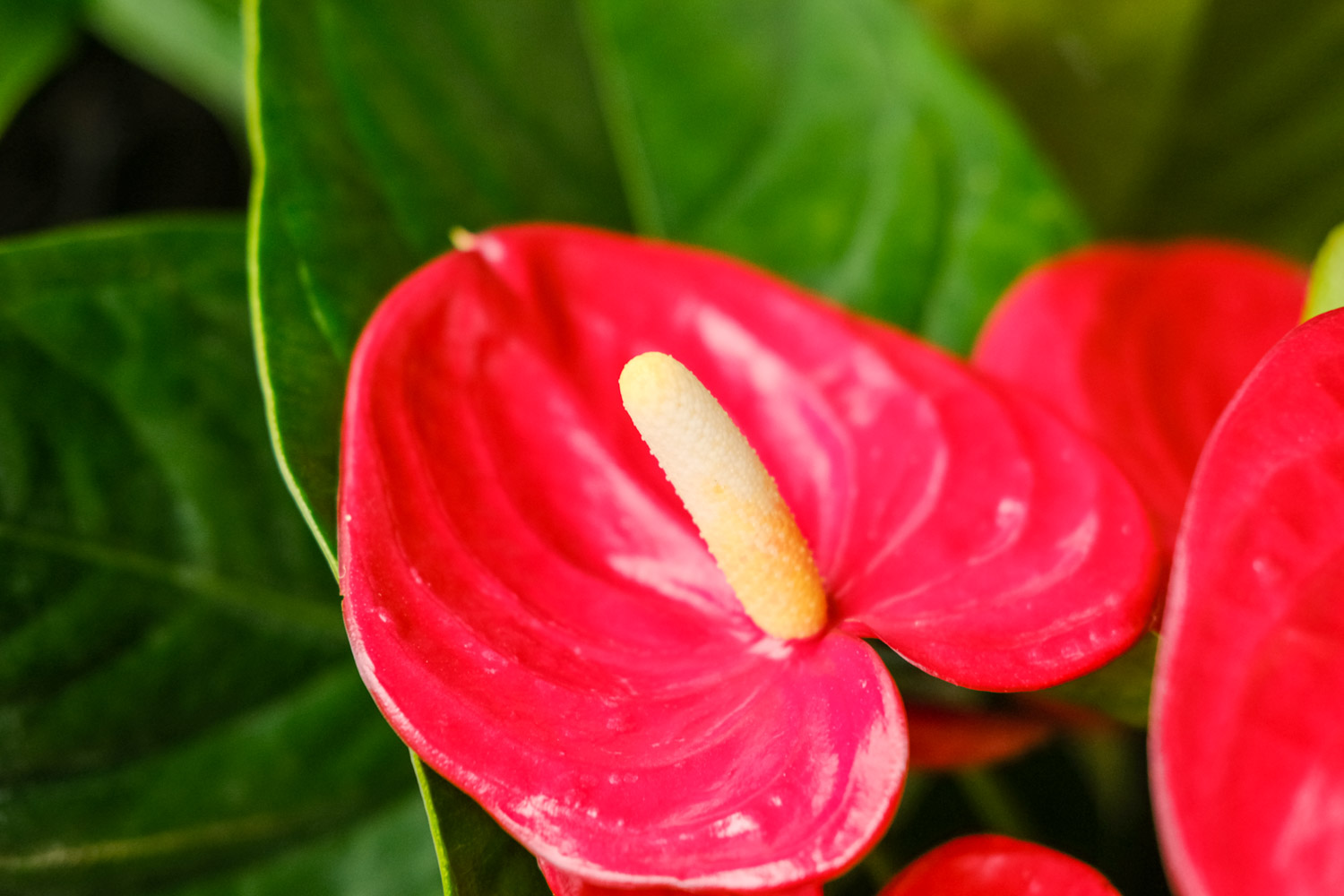 Anthurium