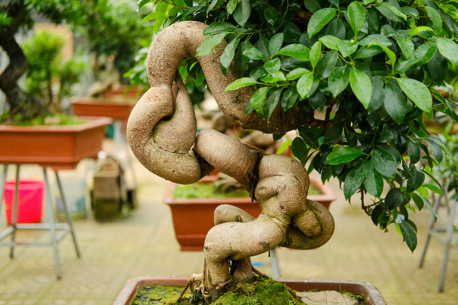 Ficus microcarpa