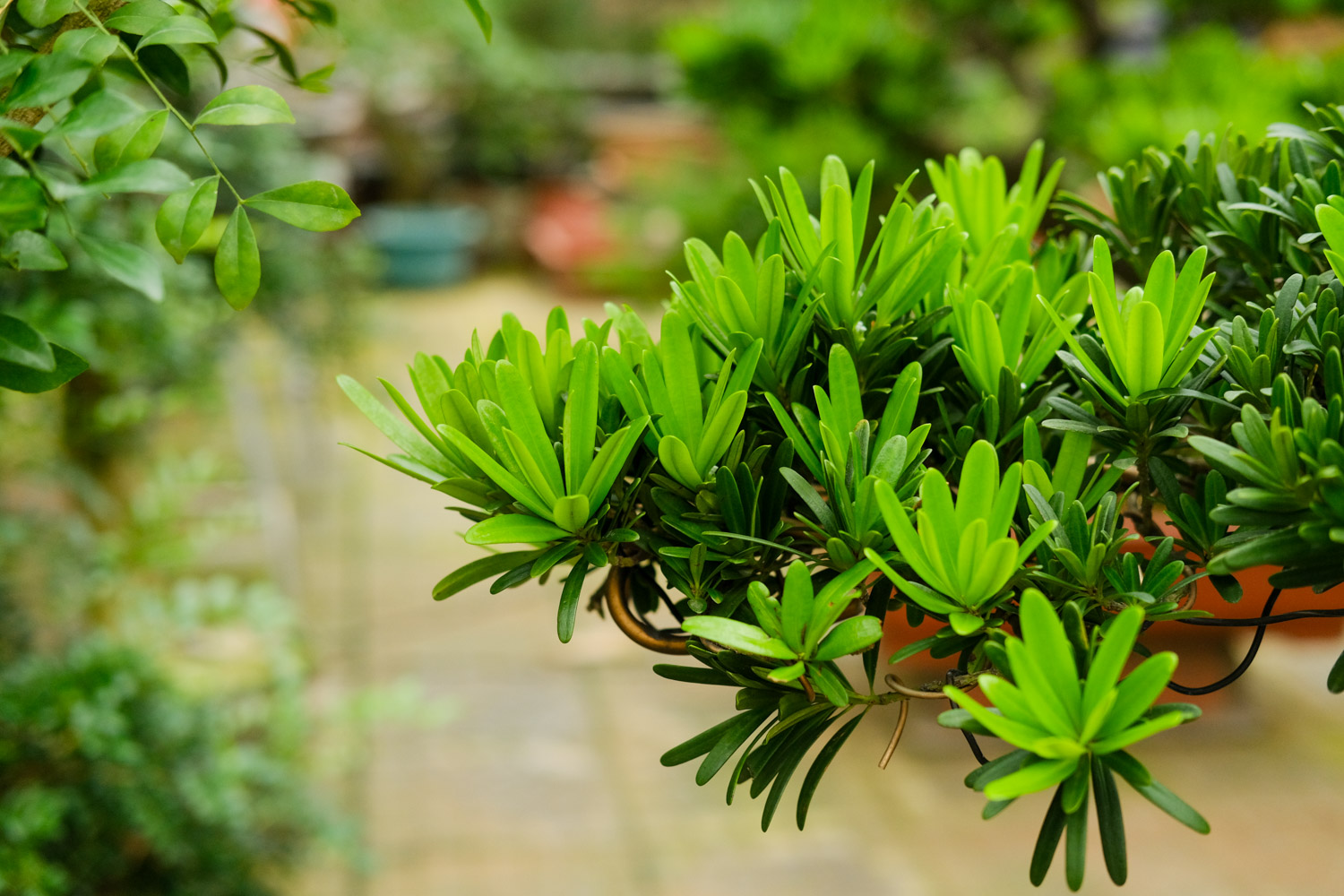 Podocarpus