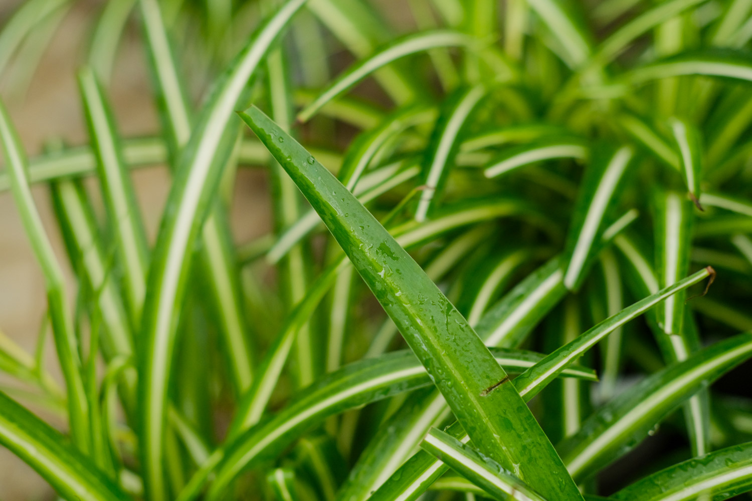 Chlorophytum