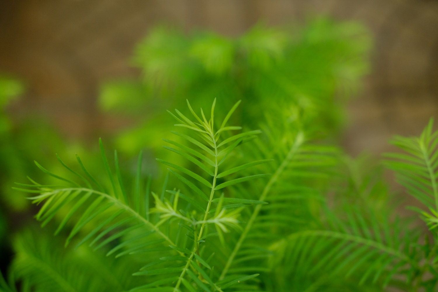 metasequoia