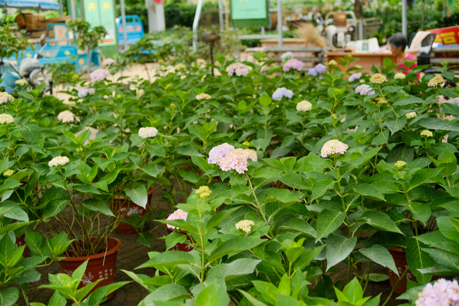 hydrangea