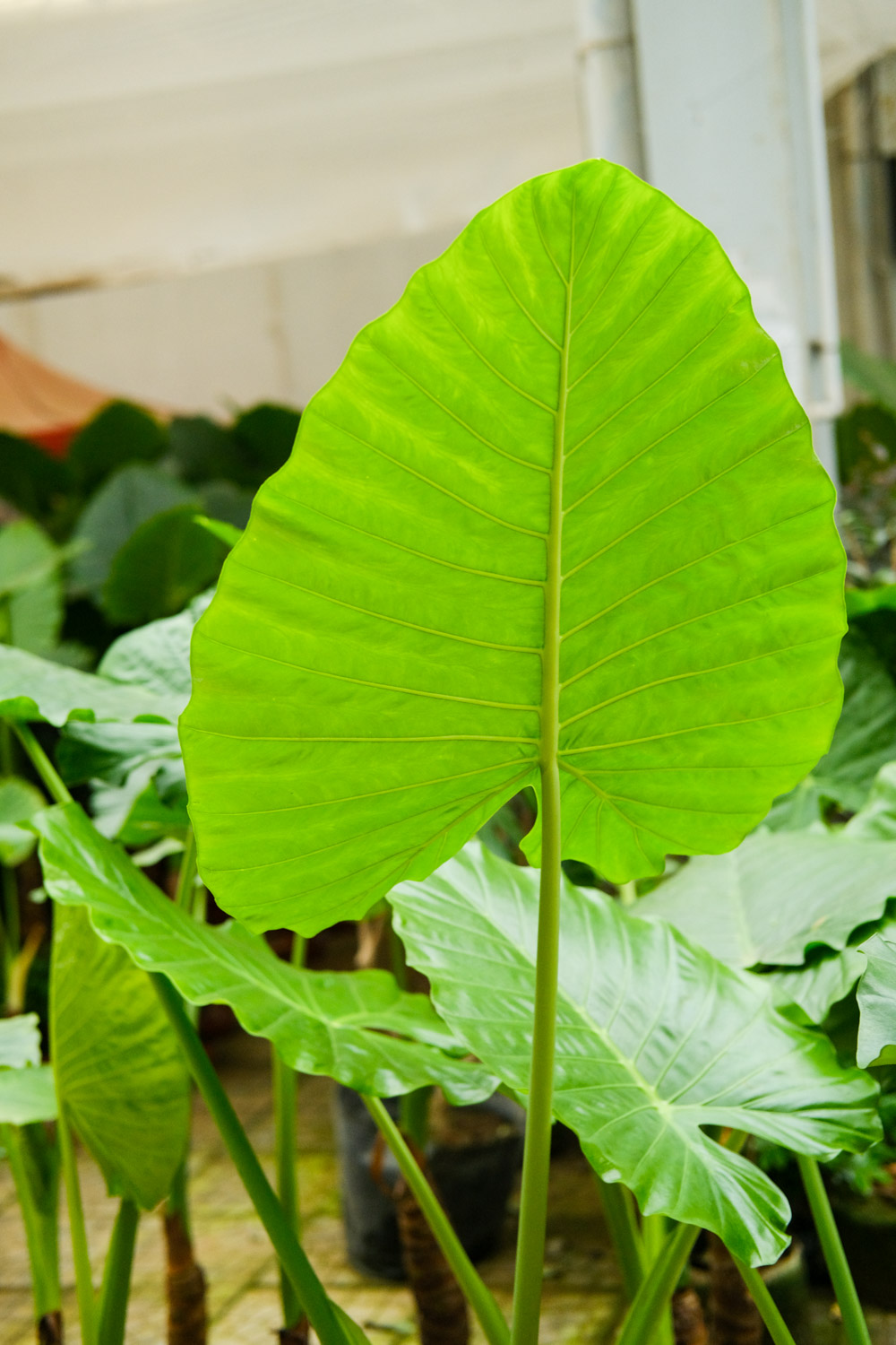 Alocasia macrorrhiza