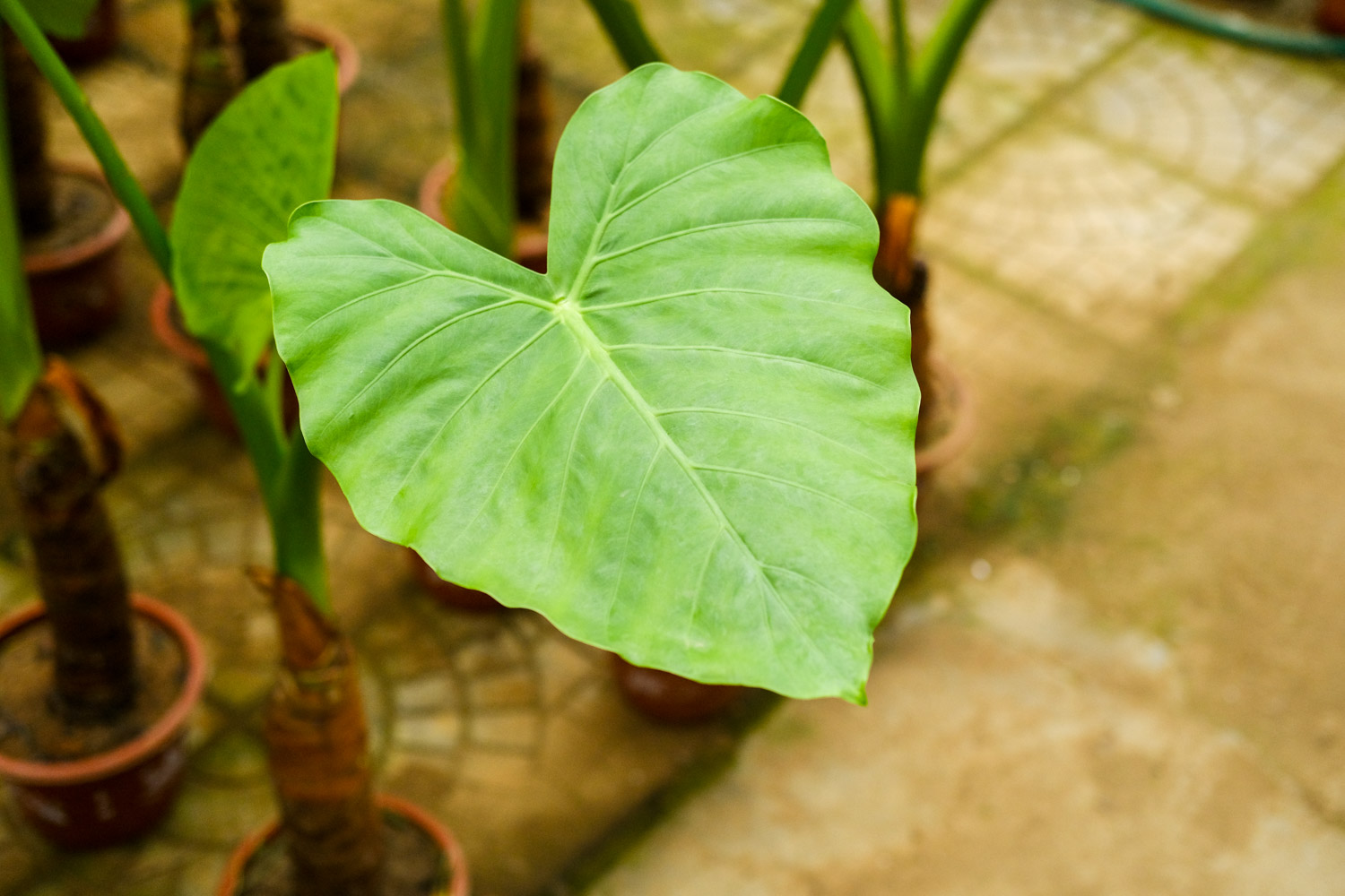 Alocasia macrorrhiza