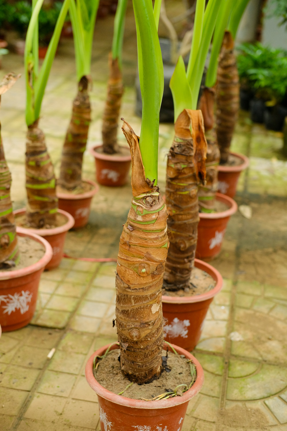 Alocasia macrorrhiza