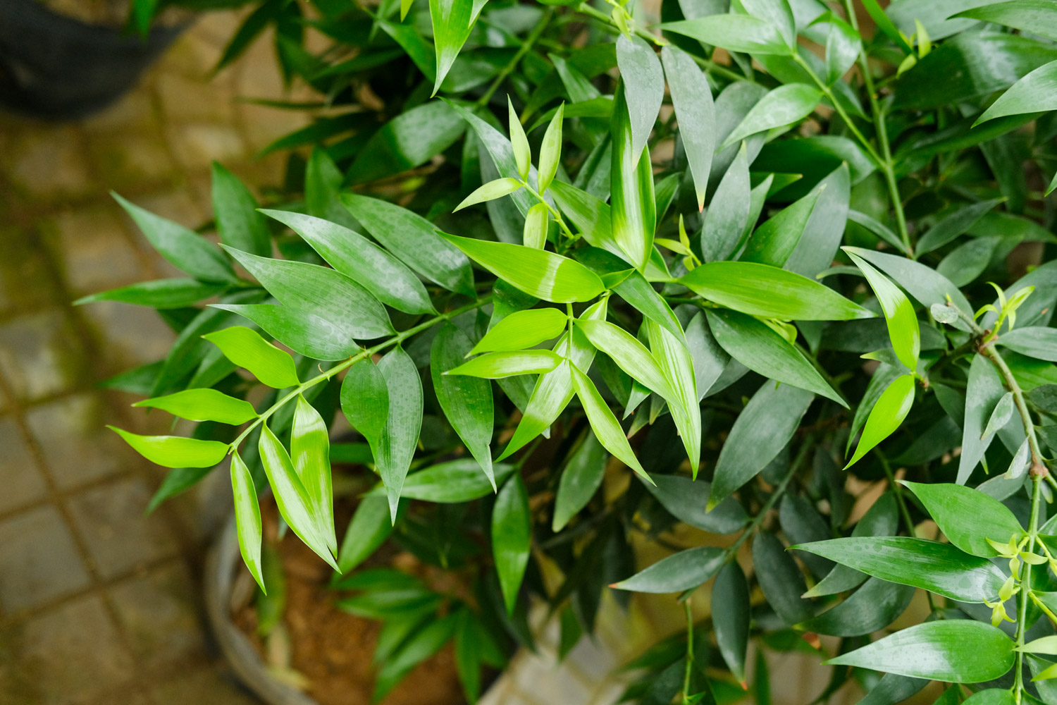 Podocarpus Nagi