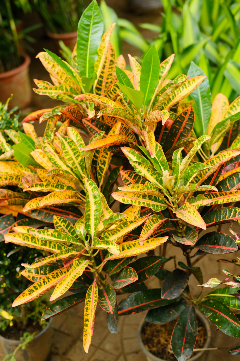 Codiaeum variegatum