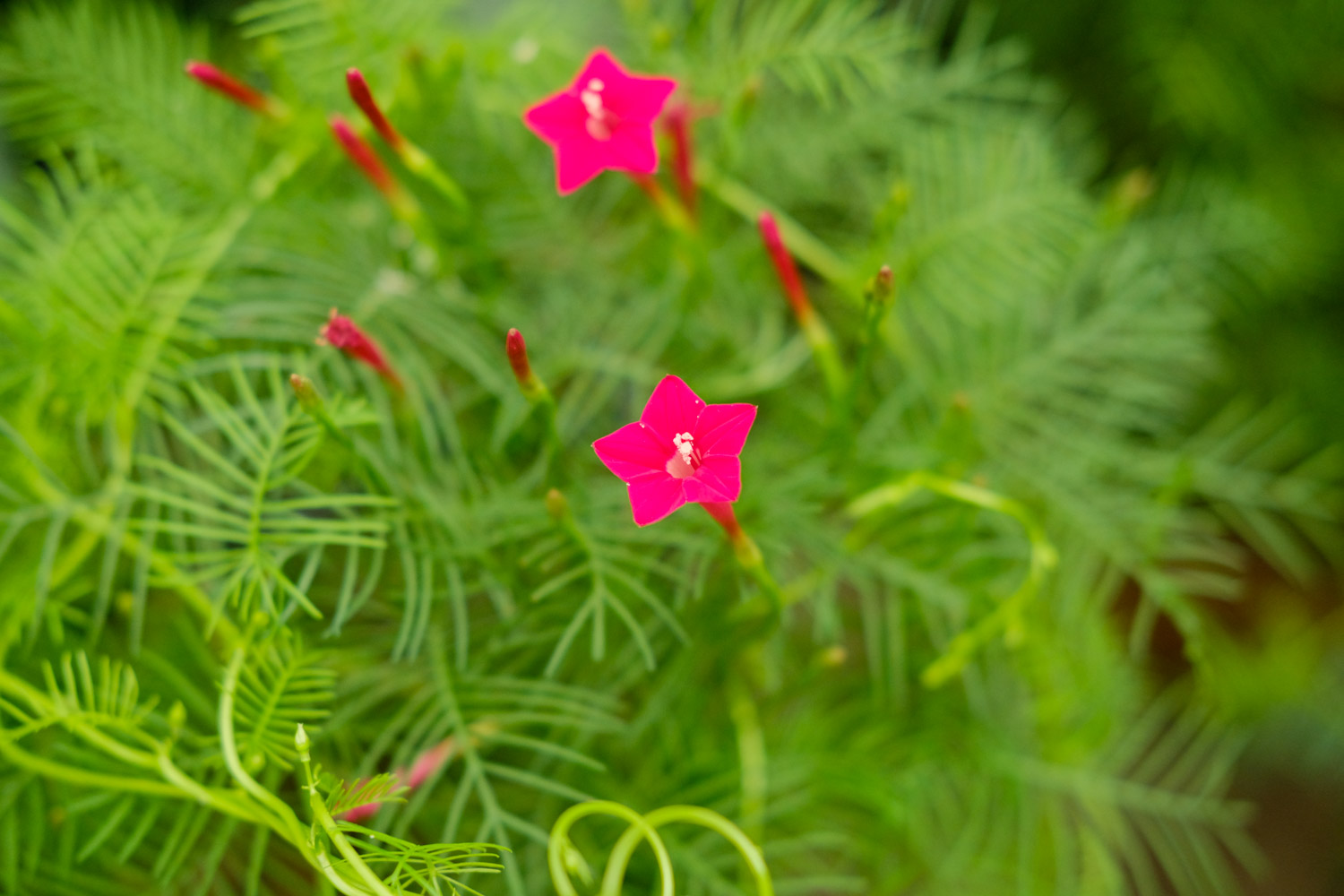 Quamoclit pennata