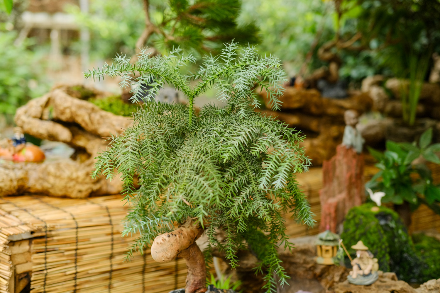 Australian fir