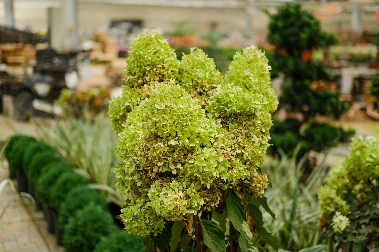 hydrangea