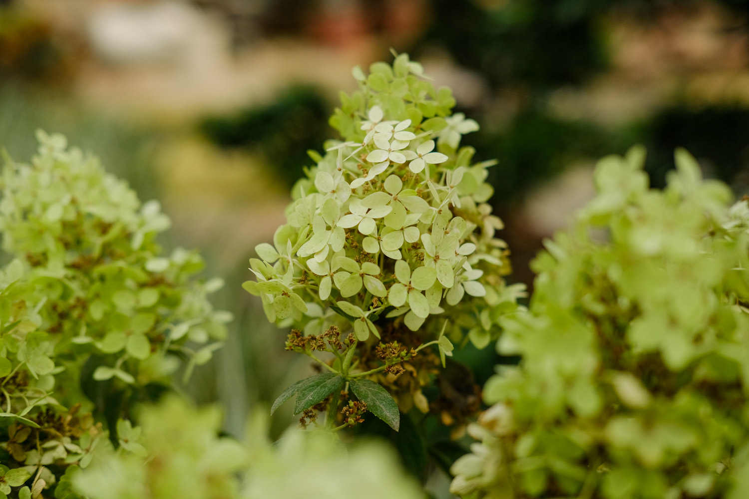 hydrangea