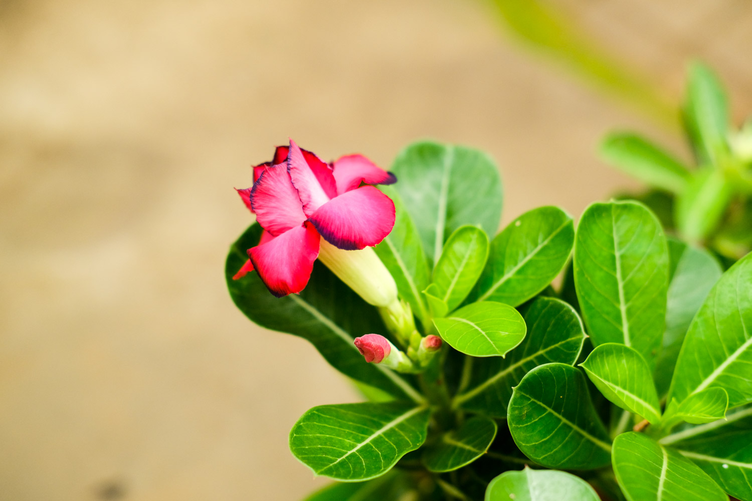 Adenium obesum