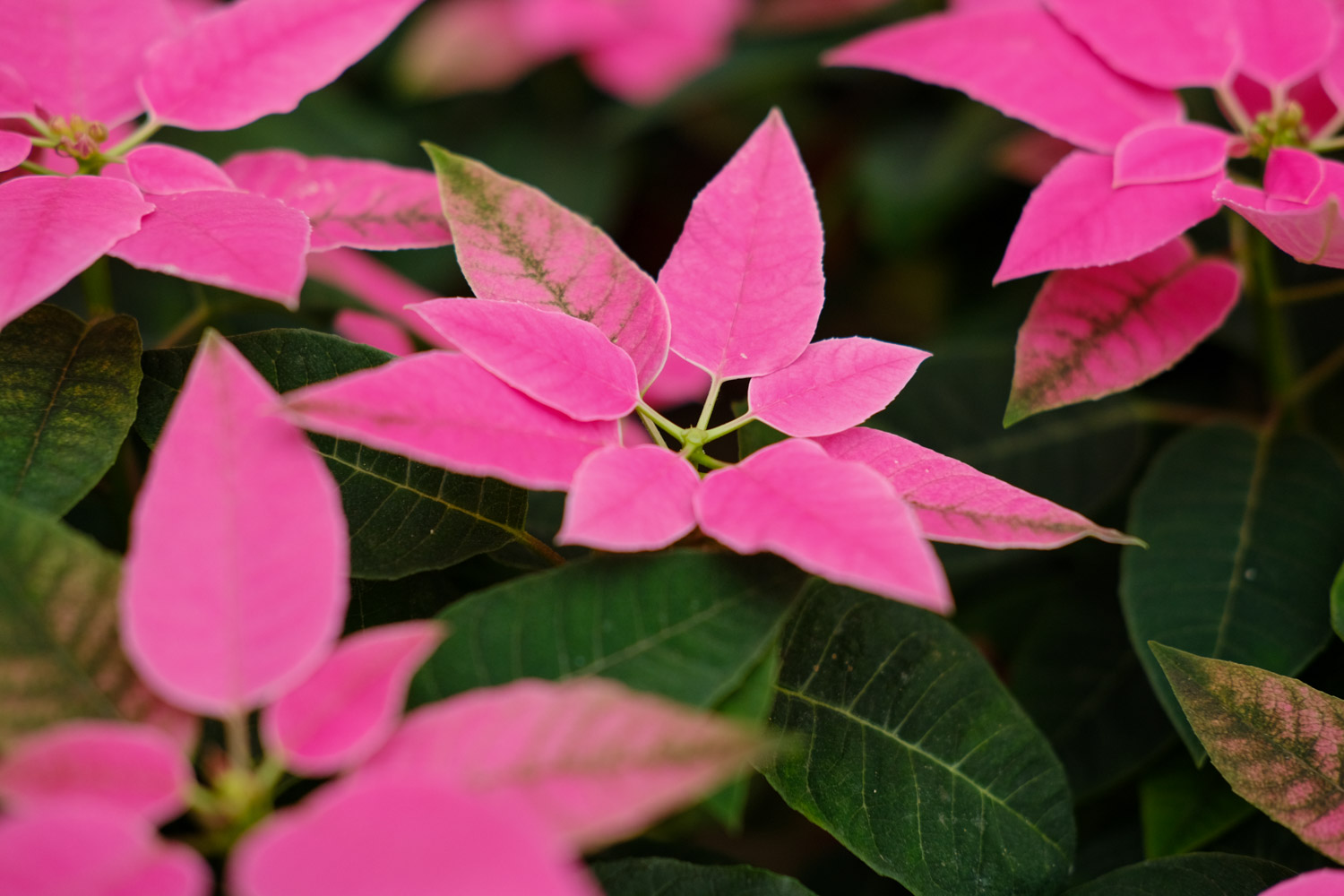 poinsettia