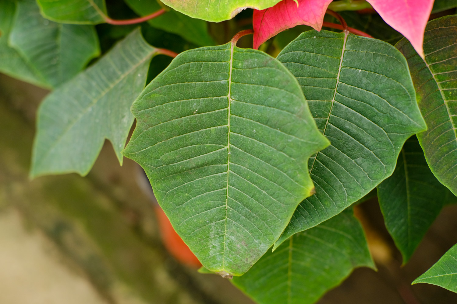 poinsettia